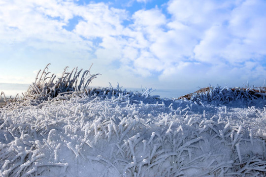 寒冷的冰雪覆蓋的草溝