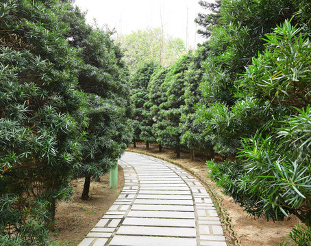鄉(xiāng)村小路
