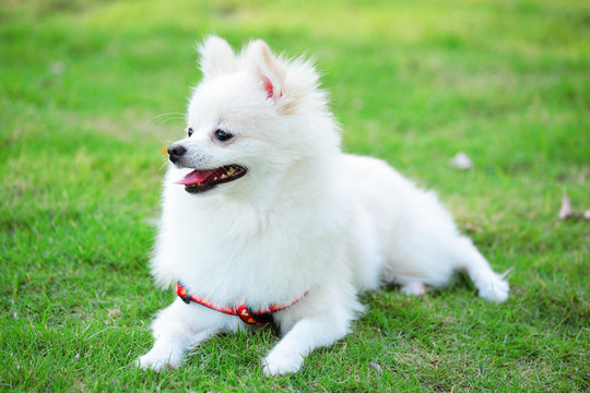 白博美犬