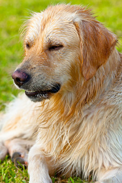 金毛獵犬