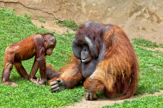 猩猩的Borneo；Pongo Pygmaeus
