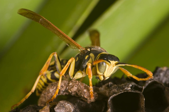黃蜂（Polistes bischoffi）