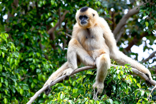 金色的臉頰，Gibbon；Nomascus gabriellae