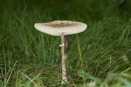 蘑菇與蝸牛爬