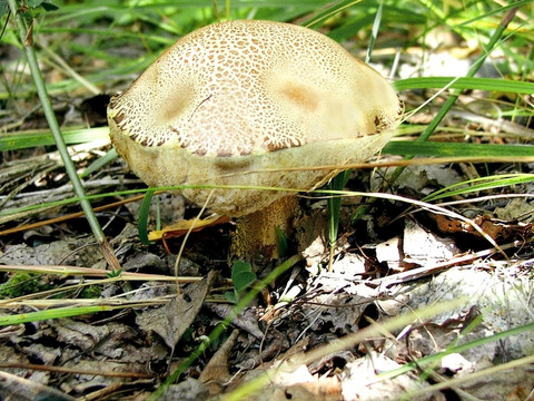橙蓋牛肝菌蘑菇
