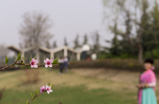 春天  桃花