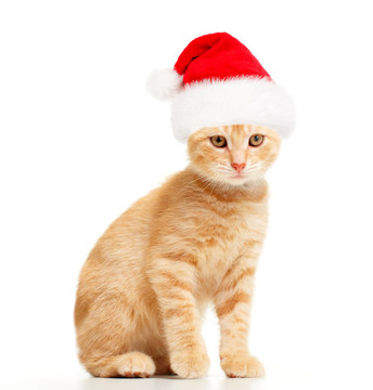 Santa的貓。