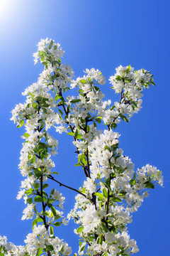 蘋果樹的花