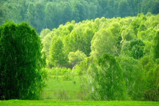 森林景觀