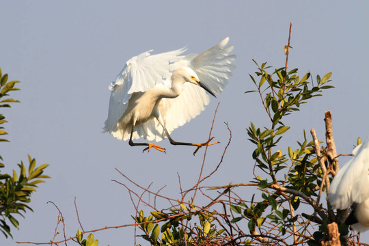 Snowy Egret（Egretta thula）