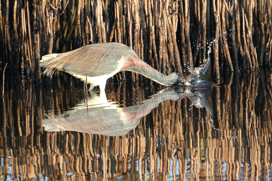 三色鷺（Egretta tricolor）