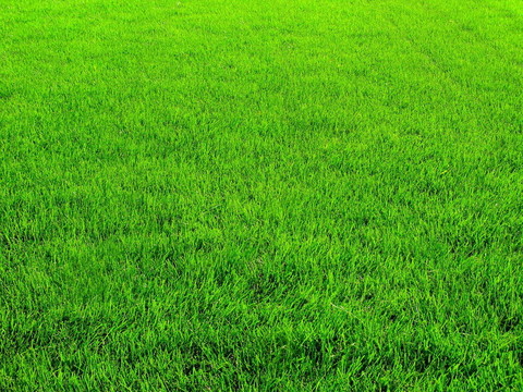 草地背景