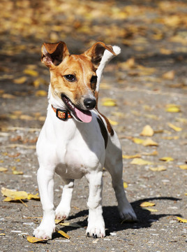 Jack Russell梗