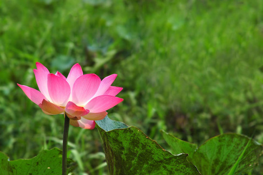 蓮花