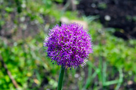 蒜花