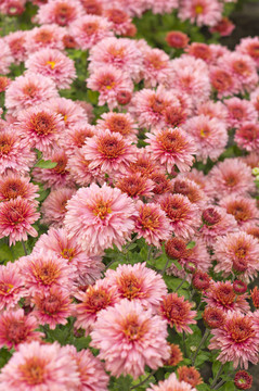 秋花