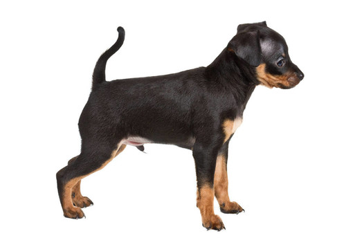 俄羅斯玩具獵犬在白色背景