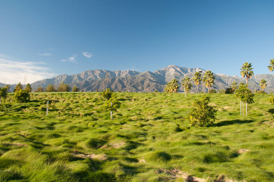 棕櫚樹和Mountains