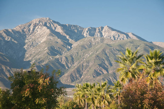 棕櫚樹和Mountains