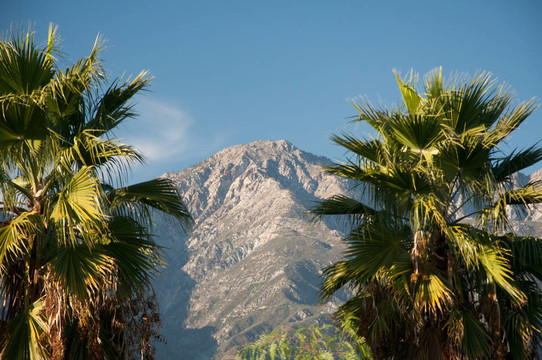 棕櫚樹和Mountains