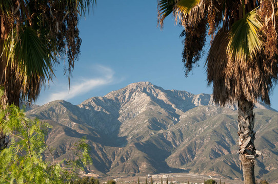 棕櫚樹和Mountains
