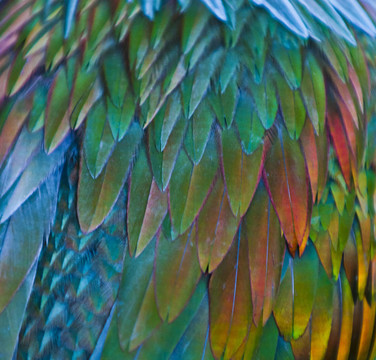 尼科巴鳩feathern模式