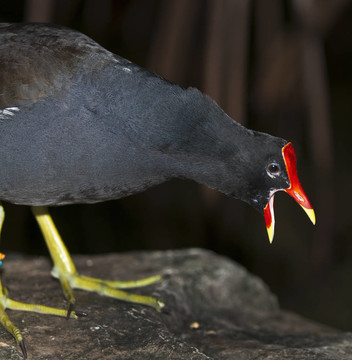 常見(jiàn)的Gallinule