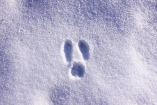 冬季雪中野兔的蹤跡