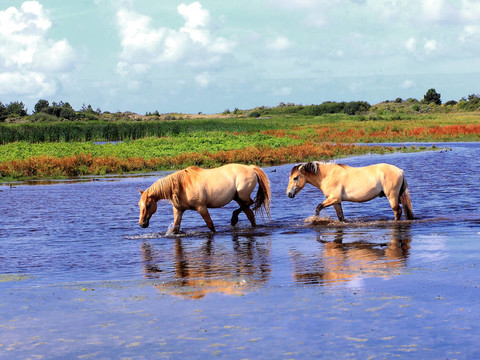 在法國(guó)的一些海灣在沼澤地里的Henson horses