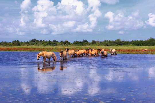 在法國(guó)的一些海灣在沼澤地里的Henson horses