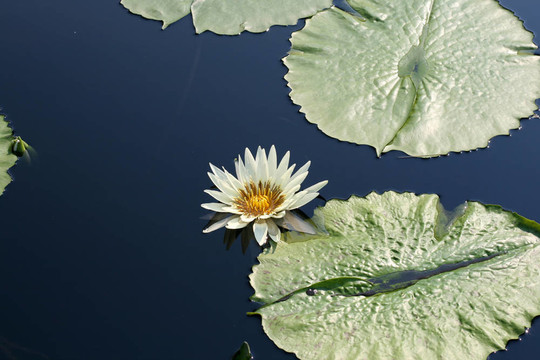 水百合