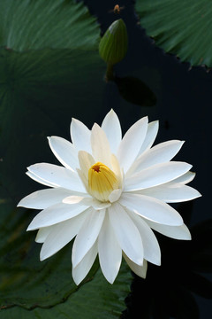水百合