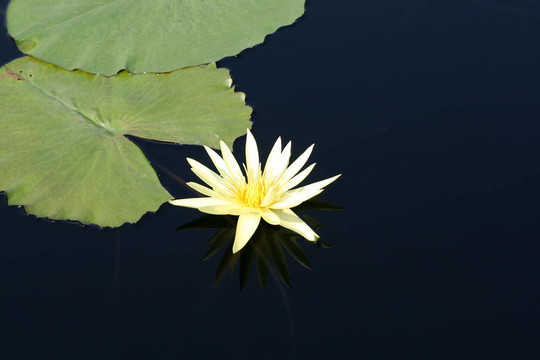 水百合