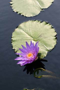 水百合
