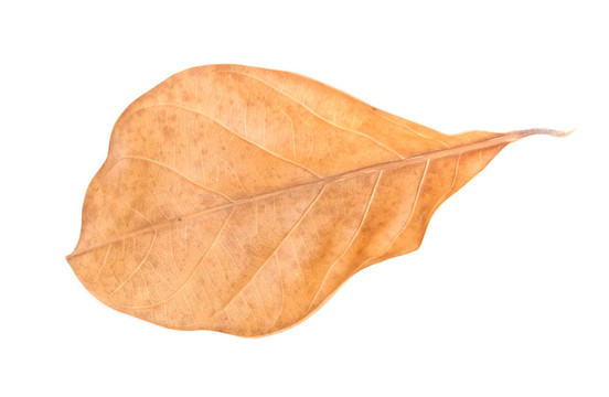 菠蘿葉