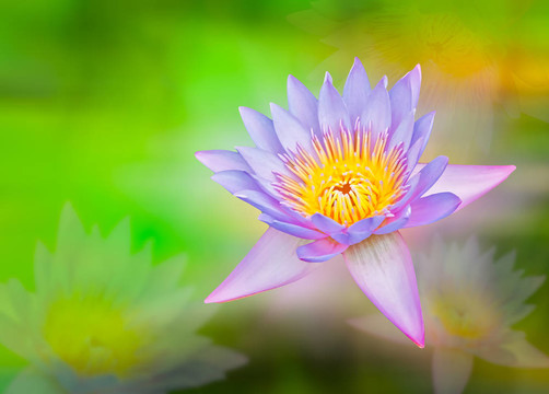 美麗的蓮花