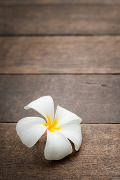 白色的花