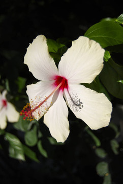 特寫(xiě)芙蓉