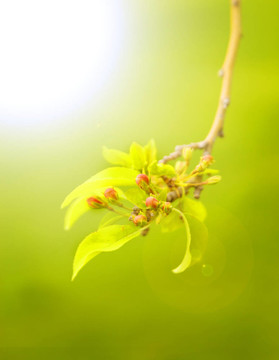 春天的花蕾