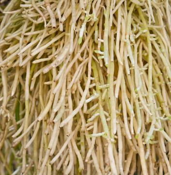 蘭根
