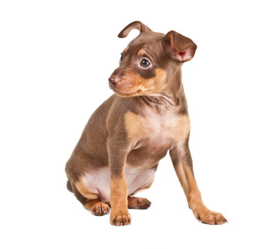 俄羅斯玩具獵犬在白色背景