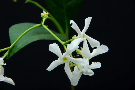 星茉莉花