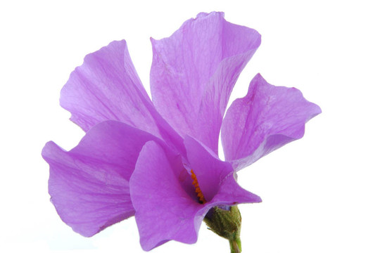藍(lán)色的芙蓉花