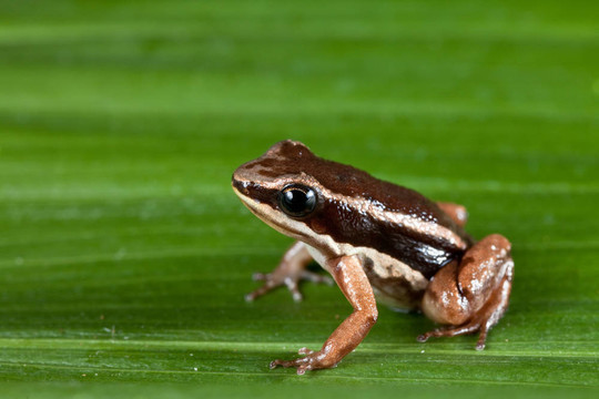 火箭蛙Colostethus talamancae