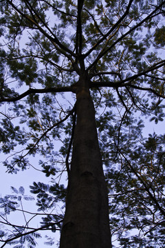 藍(lán)色天空中的樹(shù)