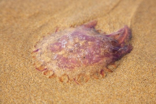水母躺在沙