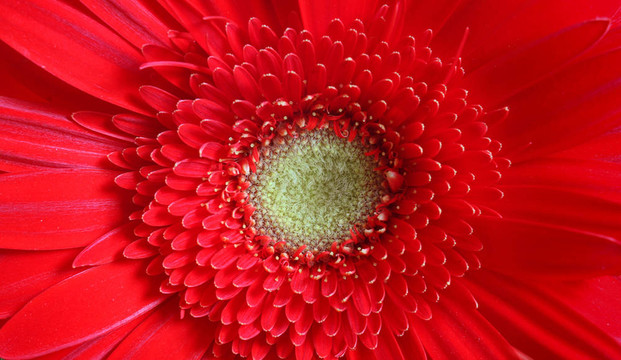 紅色的花朵