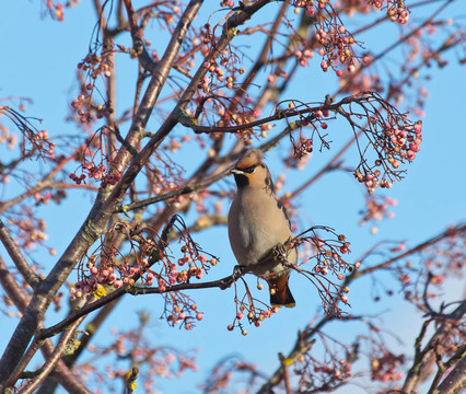 太平鳥和rowanberries