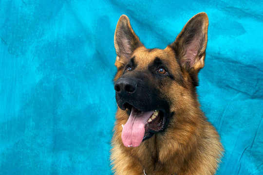 德國(guó)牧羊犬看起來警覺