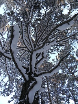 樹枝在雪中